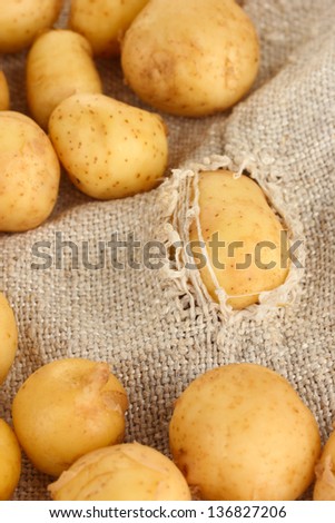 potatoes in a torn sack close-up