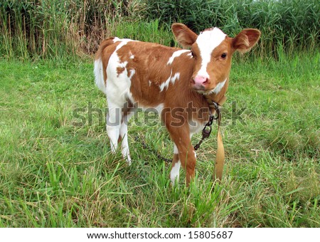 Little cow  on green meadow