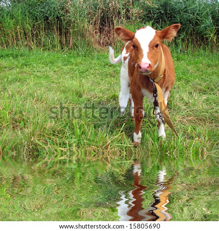 Little cow  on green meadow