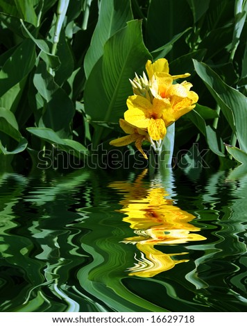 Yellow flowers reflected in water