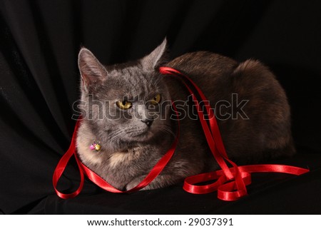 Grey cat black background with red ribbon