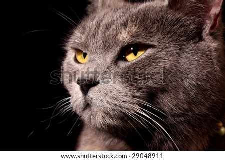 Black Grey Cat