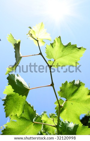 Young vine leaves on the blue sky background