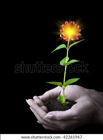 Human hands hold a young plant with flower and sun on black