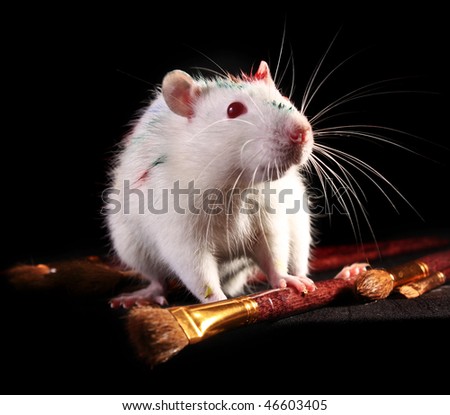 White rat and few brushes on black background