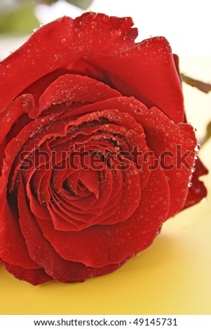 Day Valentine red Day Valentine red rose and empty space for text