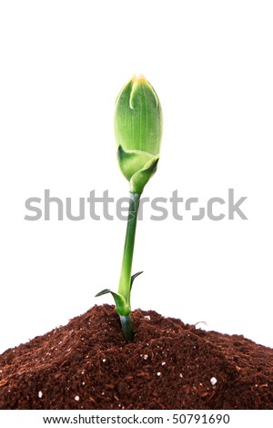 Plant In Ground