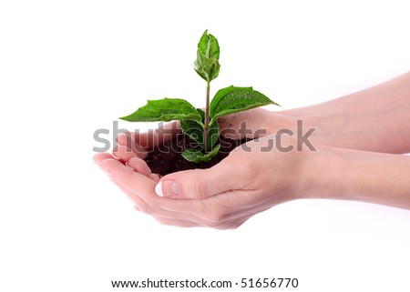 Young plant in hand over white