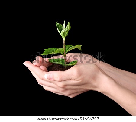 Young plant in hand over black background