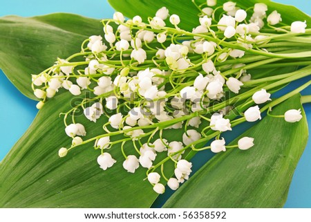 Lily-of-the-valley on blue