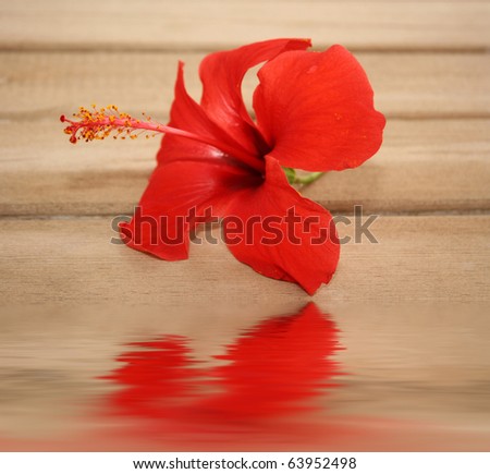 Red tropic flower on the wooden background