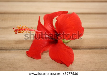Red tropic flower on the wooden background