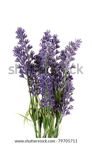 Beautiful Lavender Flowers