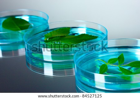 Genetically modified plants tested in petri dishes on gray background