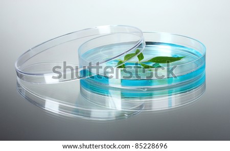 Genetically modified plant tested in petri dish on gray background