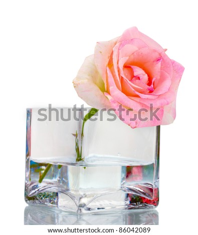 stock-photo-beautiful-pink-rose-in-transparent-vase-isolated-on-white-86042089.jpg