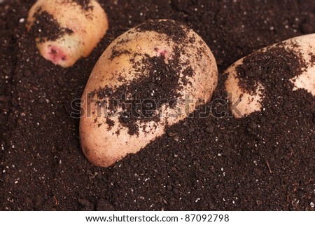 Potatoes in black soil closeup