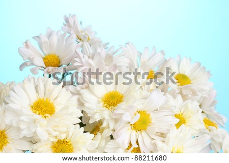 beautiful bouquet of daisies on   blue background