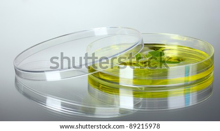 Genetically modified plant tested in petri dish gray background