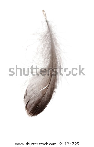 A Single Feather