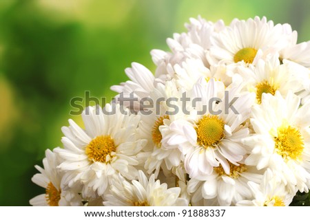 beautiful bouquet of daisies on  green background
