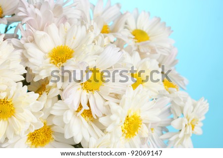 beautiful bouquet of daisies on   blue background