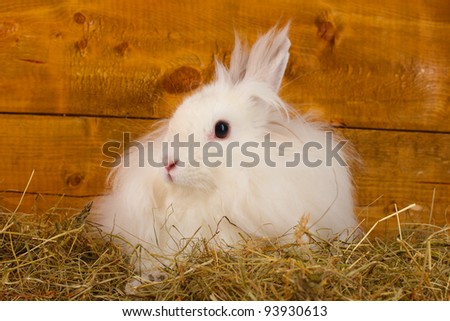 Fluffy The Rabbit