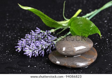 spa stones with water drops, lavender and leaves on black background