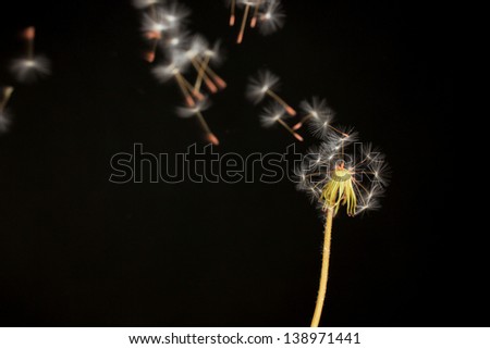Dandelion and flying seeds on black background