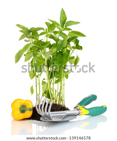 Pepper seedlings with garden tools isolated on white