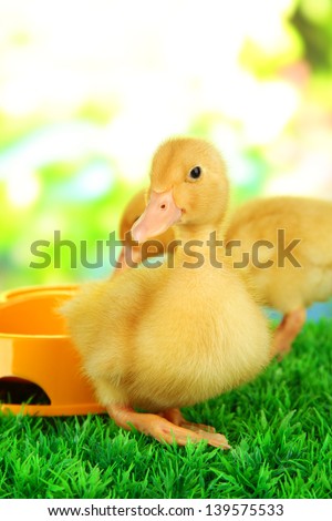 Cute ducklings with drinking bowl on green grass, on bright background