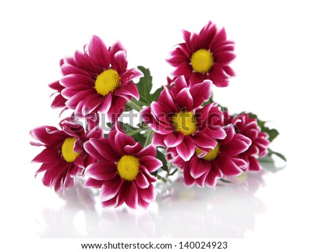Bouquet of beautiful chrysanthemums isolated on white