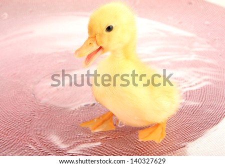 Floating cute duckling close up
