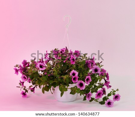 Purple petunia in flowerpot on light pink background