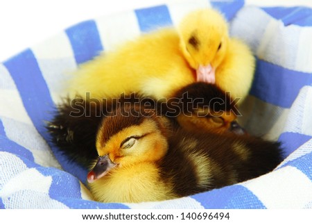 Cute ducklings on color fabric, close-up