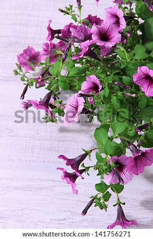 Purple petunia in flowerpot on room background