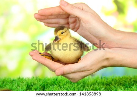 Hand with cute duckling, on bright background