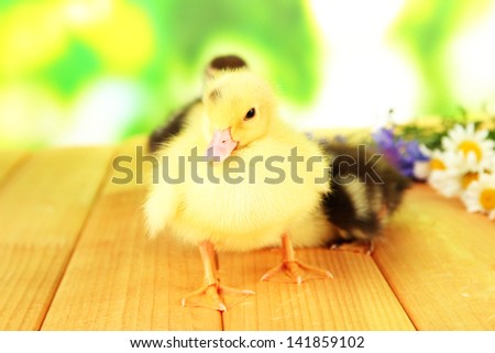 Cute ducklings on bright background