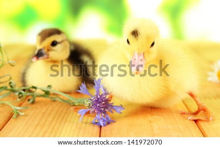 Cute ducklings on bright background