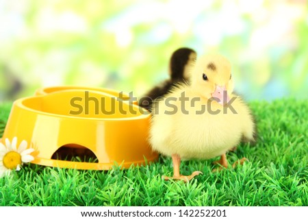 Cute ducklings with drinking bowl on green grass, on bright background
