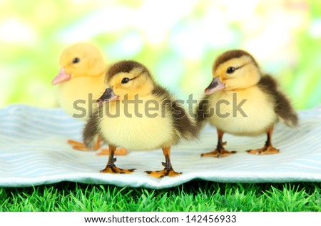 Cute ducklings on fabric, on green grass, on bright background