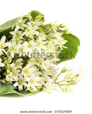 Beautiful mountain daffodils, isolated on white