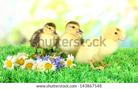 Cute ducklings on green grass, on bright background