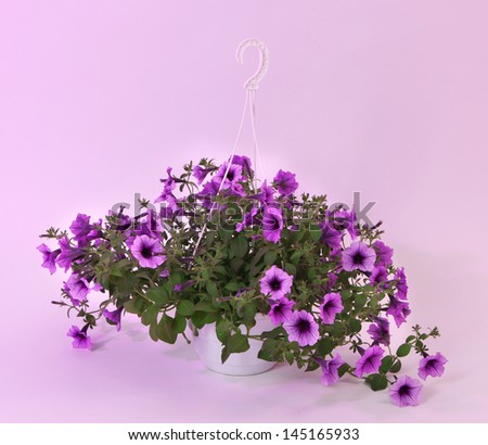 Purple petunia in flowerpot on light purple background