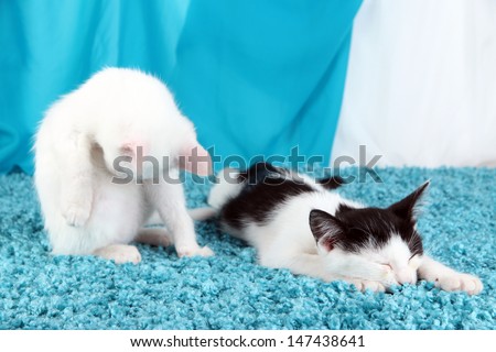 Washing and sleeping kitten on blue carpet