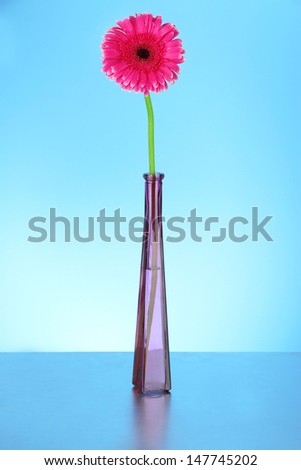 Beautiful pink gerbera flower in vase on blue background