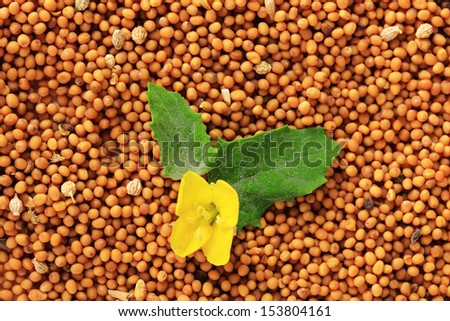 Mustard seeds with mustard flower, close up