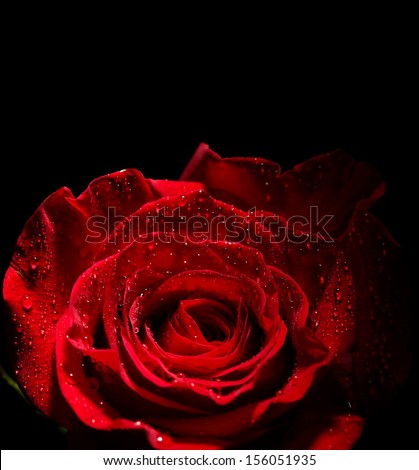 Beautiful rose and color fabric, isolated on black