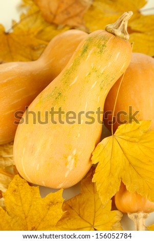 Ripe pumpkins with yellow autumn leaves isolated on white