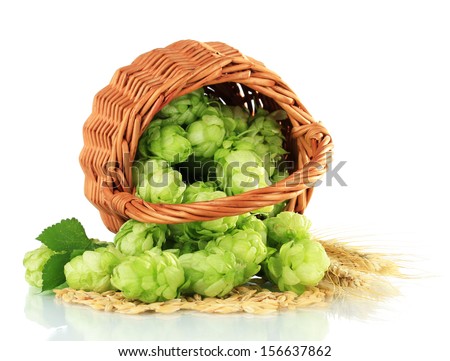 Fresh green hops in wicker basket and barley, isolated on white